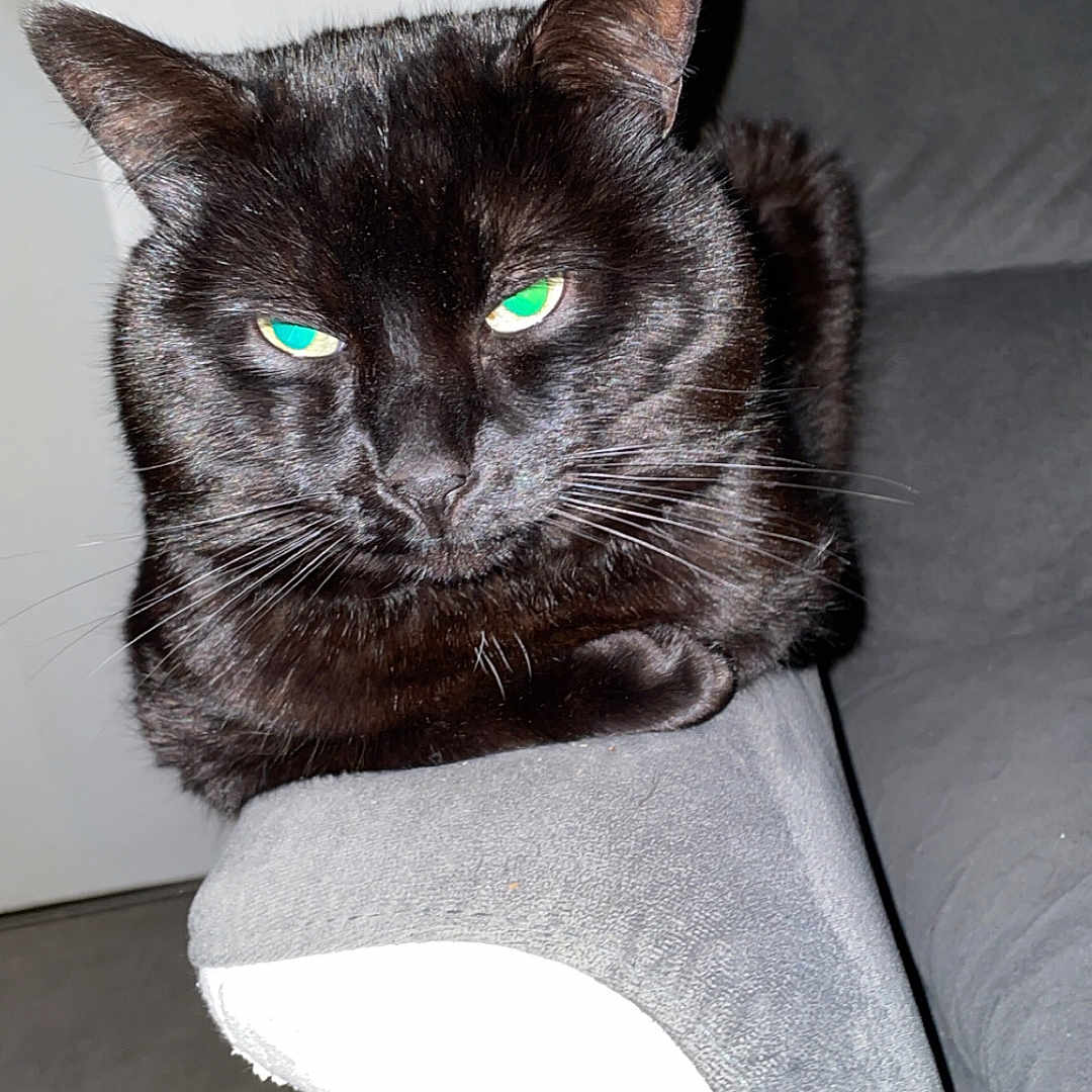 Scoubi