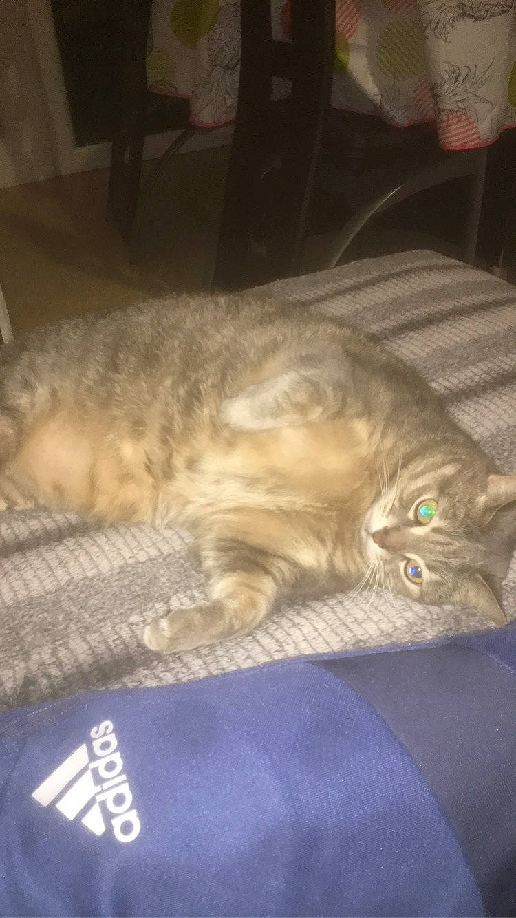 Rondoudou participe au concours pour gagner de l'argent avec cette photo : asian, british_shorthair, carnivore, cat, domestic_short_haired_cat, european_shorthair, fawn, felidae, kitten, sleep, small_to_medium_sized_cats, tabby_cat, tail, whiskers