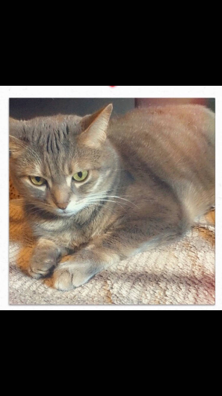 Rondoudou participe au concours pour gagner de l'argent avec cette photo : american_bobtail, asian, carnivore, cat, domestic_short_haired_cat, european_shorthair, felidae, kitten, mammal, photo_caption, pixie_bob, small_to_medium_sized_cats, snout, somali, tabby_cat, whiskers, wildlife