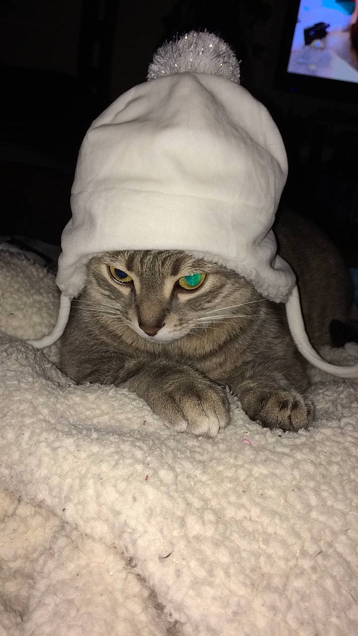 Rondoudou participe au concours pour gagner de l'argent avec cette photo : asian, british_shorthair, burmilla, carnivore, cat, domestic_short_haired_cat, eye, fawn, felidae, fur, hat, mammal, small_to_medium_sized_cats, whiskers