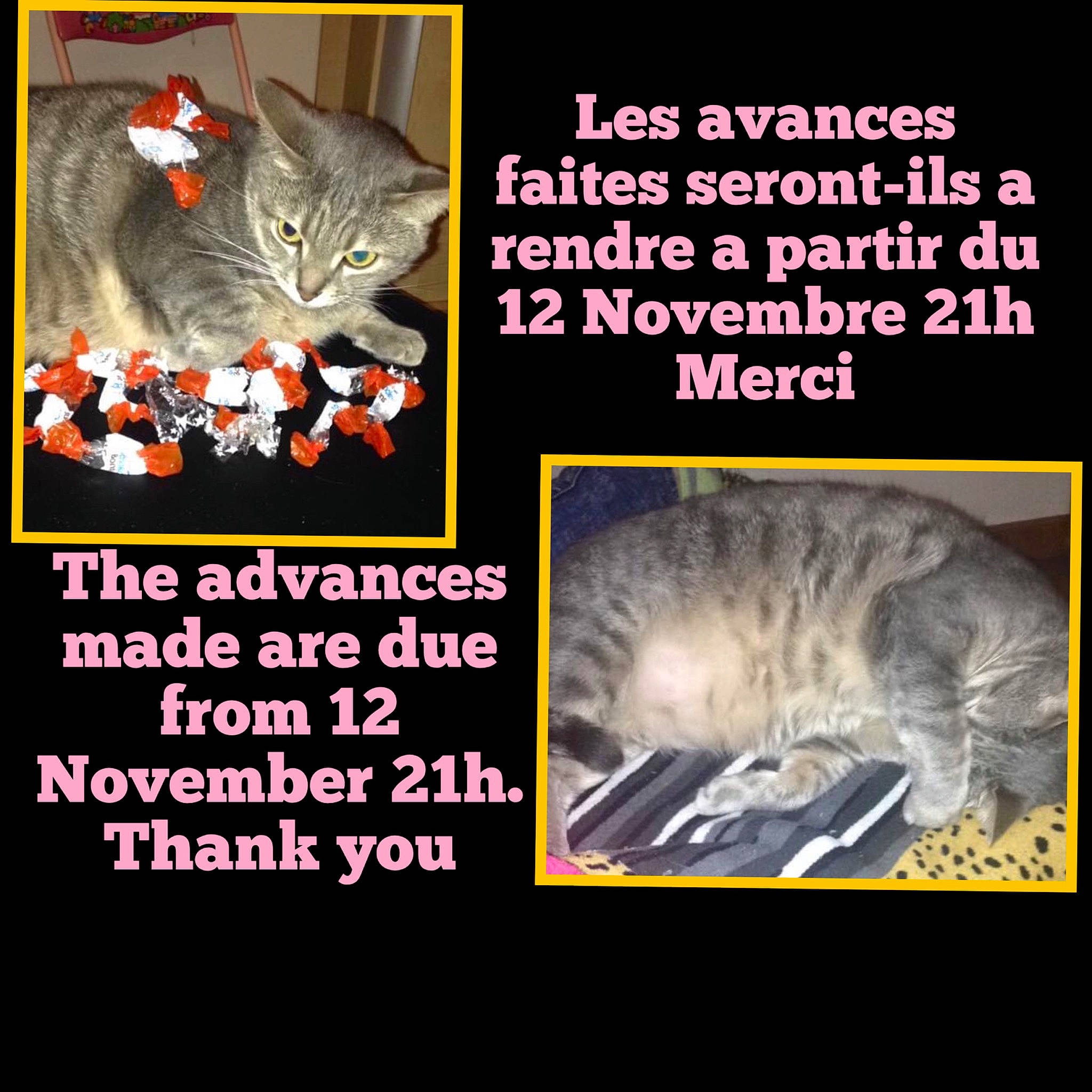 Rondoudou a rejoint le concours — aidez-le/la à gagner de superbes lots ! adaptation, asian, carnivore, cat, domestic_short_haired_cat, european_shorthair, felidae, font, humour, internet_meme, organism, photo_caption, photography, pixie_bob, polydactyl_cat, small_to_medium_sized_cats, tail, text, whiskers, wild_cat