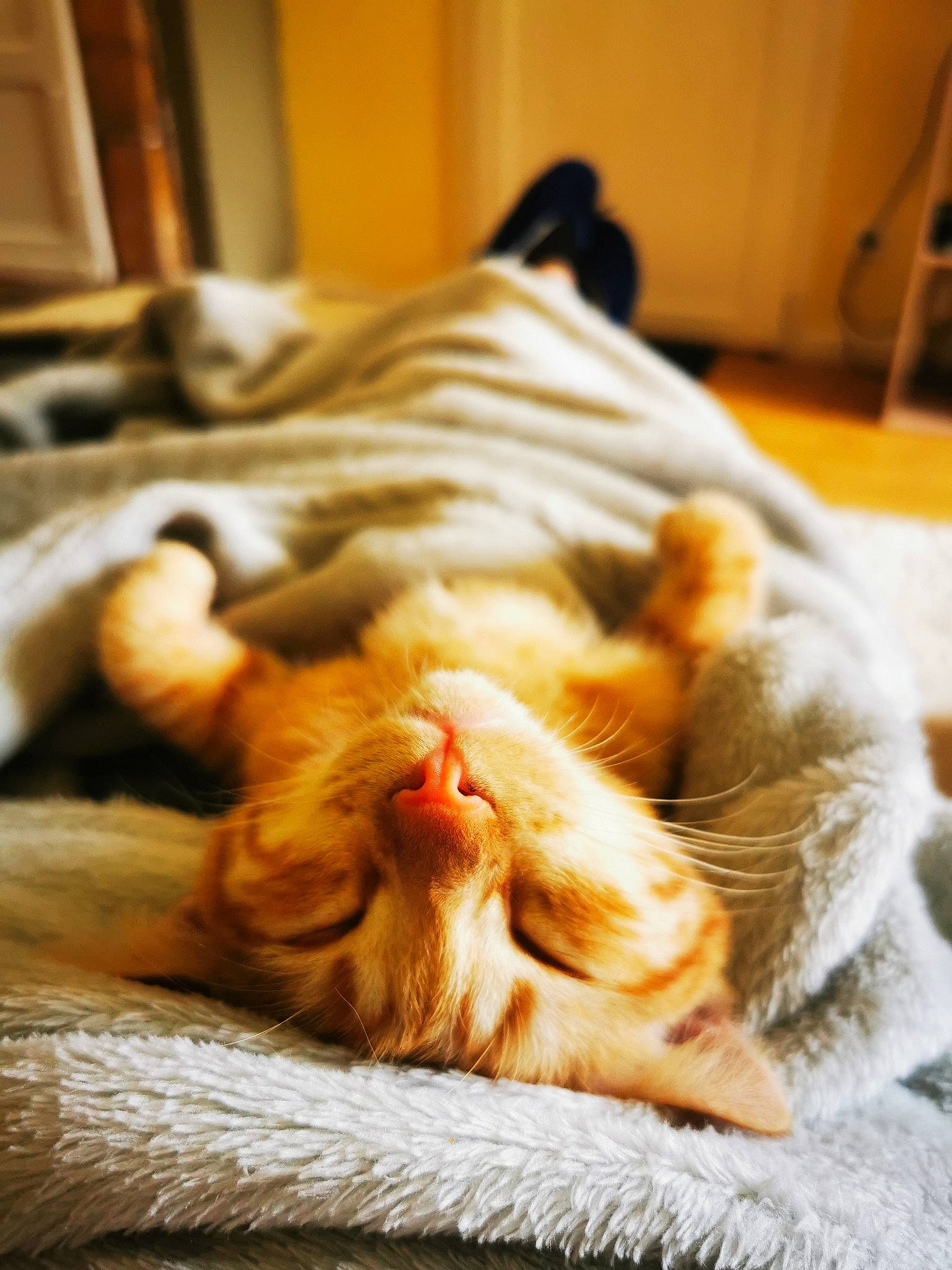 Tyrion a rejoint le concours — aidez-le/la à gagner de superbes lots ! carnivore, cat, comfort, domestic_short_haired_cat, eye, fawn, felidae, fur, hair, head, leg, linens, mammal, orange, paw, small_to_medium_sized_cats, snout, tail, whiskers, wood