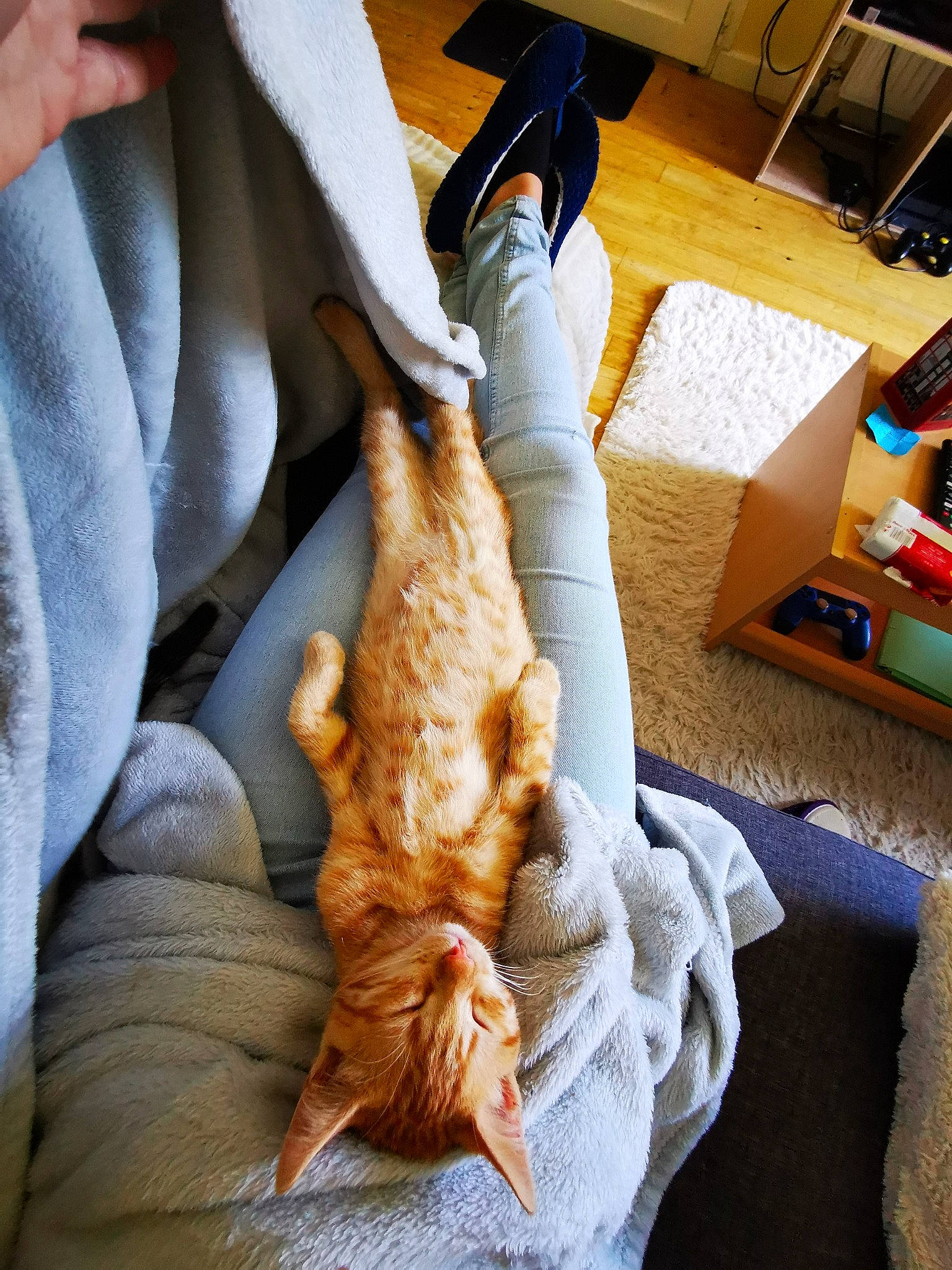 Tyrion participe au concours pour gagner de l'argent avec cette photo : canidae, carnivore, cat, comfort, companion_dog, domestic_short_haired_cat, fawn, felidae, foot, fur, human_leg, lap, linens, shelf, small_to_medium_sized_cats, sporting_group, tail, textile, whiskers, wood