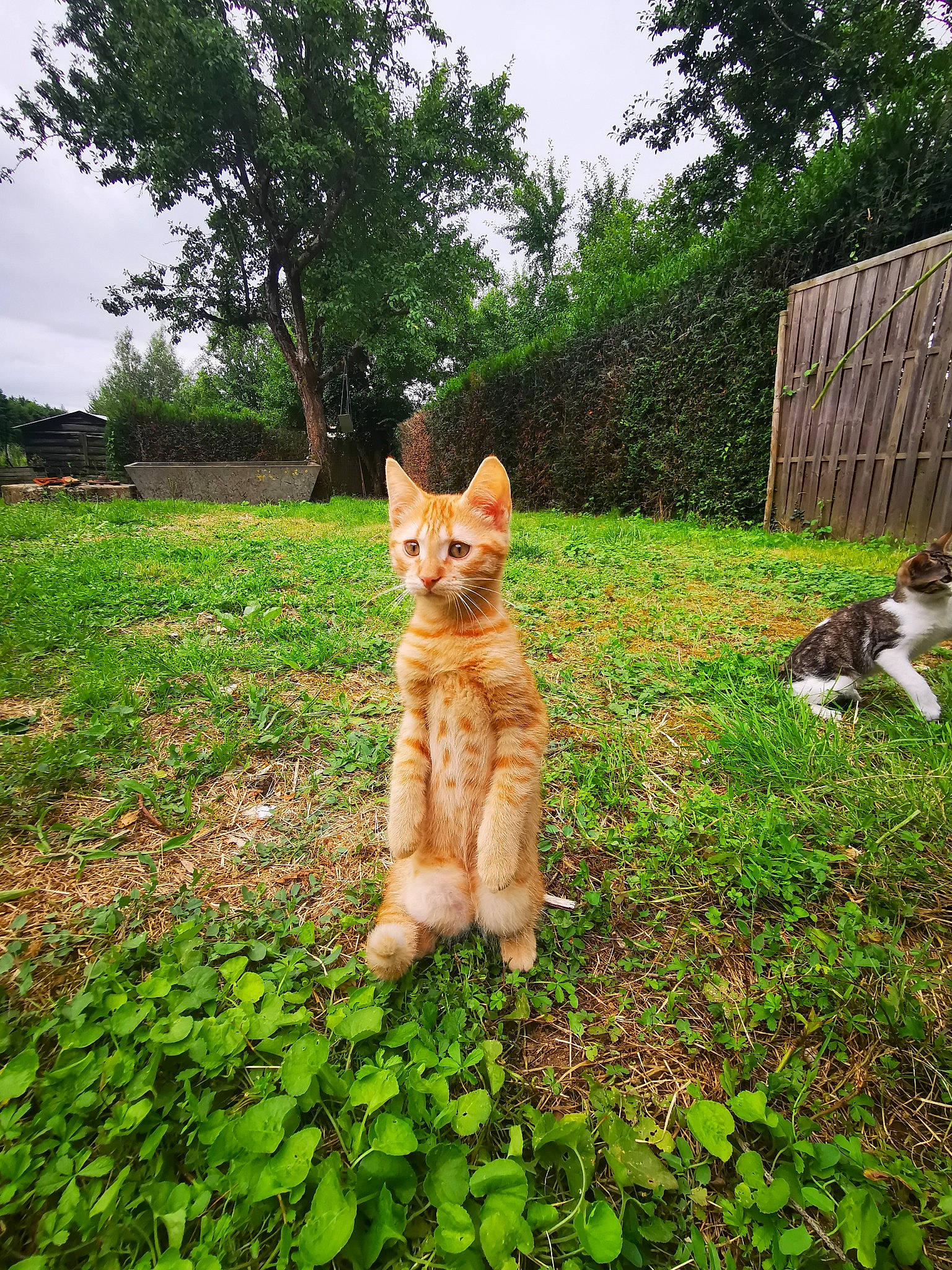 Tyrion participe au concours pour gagner de l'argent avec cette photo : carnivore, cat, fawn, felidae, grass, green, groundcover, landscape, plant, shrub, sky, small_to_medium_sized_cats, snout, sporting_group, tail, terrestrial_animal, tree, trunk, whiskers, wood