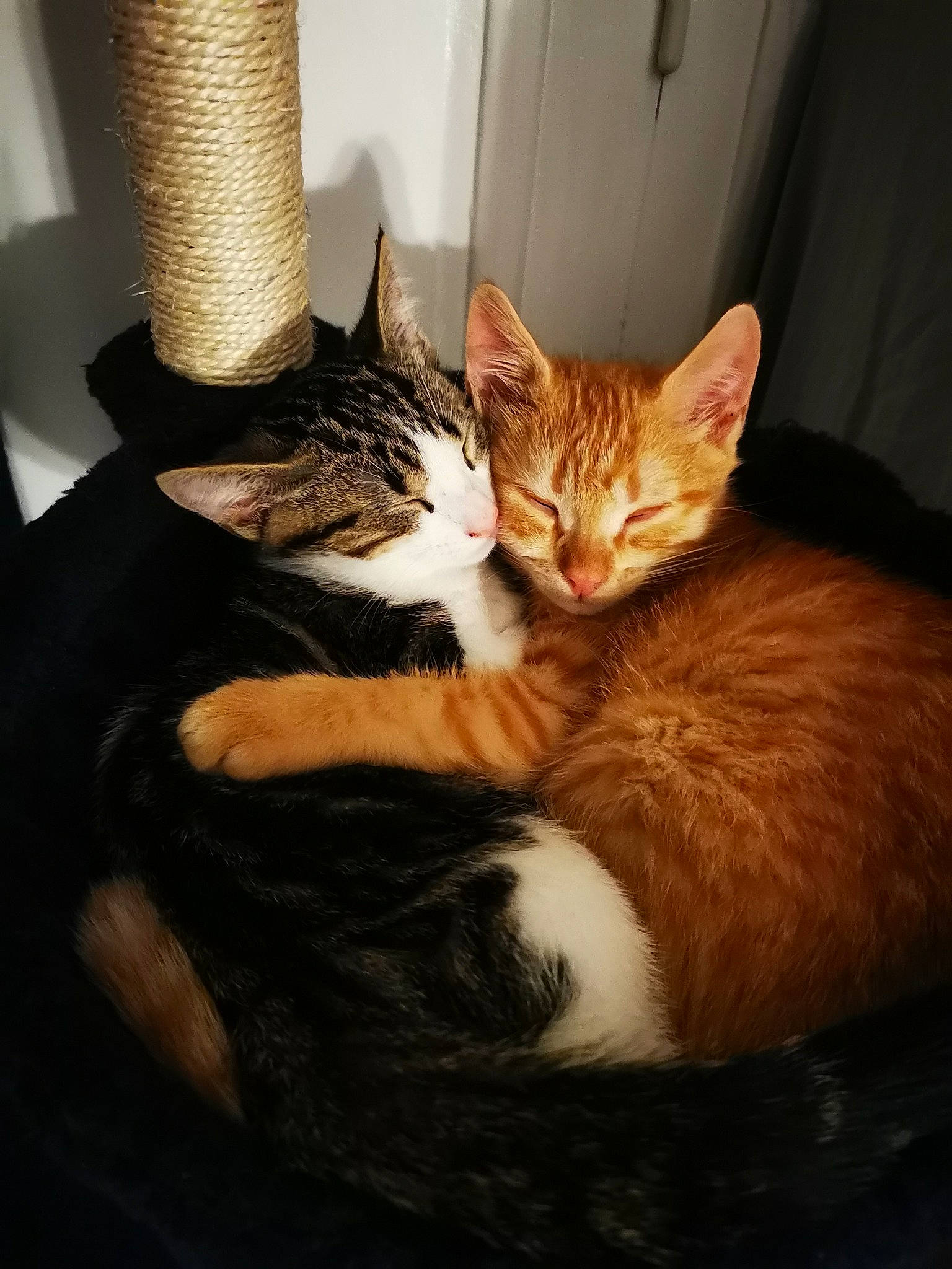 Tyrion a rejoint le concours — aidez-le/la à gagner de superbes lots ! carnivore, cat, cat_supply, claw, comfort, couch, cylinder, domestic_short_haired_cat, door, fawn, felidae, fur, paw, small_to_medium_sized_cats, snout, tail, terrestrial_animal, tree, whiskers, wood