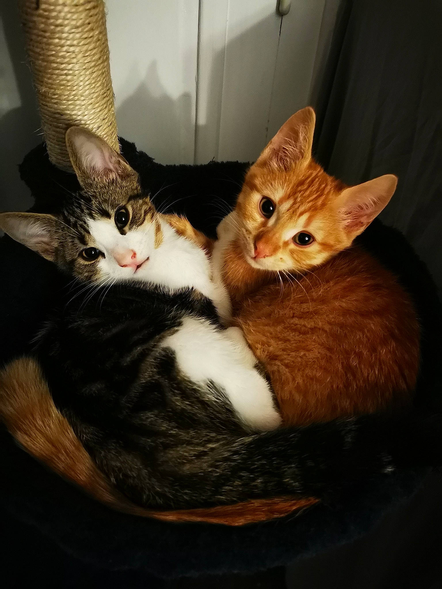 Snow a rejoint le concours — aidez-le/la à gagner de superbes lots ! carnivore, cat, claw, comfort, couch, domestic_short_haired_cat, ear, eye, fawn, felidae, fur, lap, paw, sitting, small_to_medium_sized_cats, snout, tail, tree, whiskers, wood