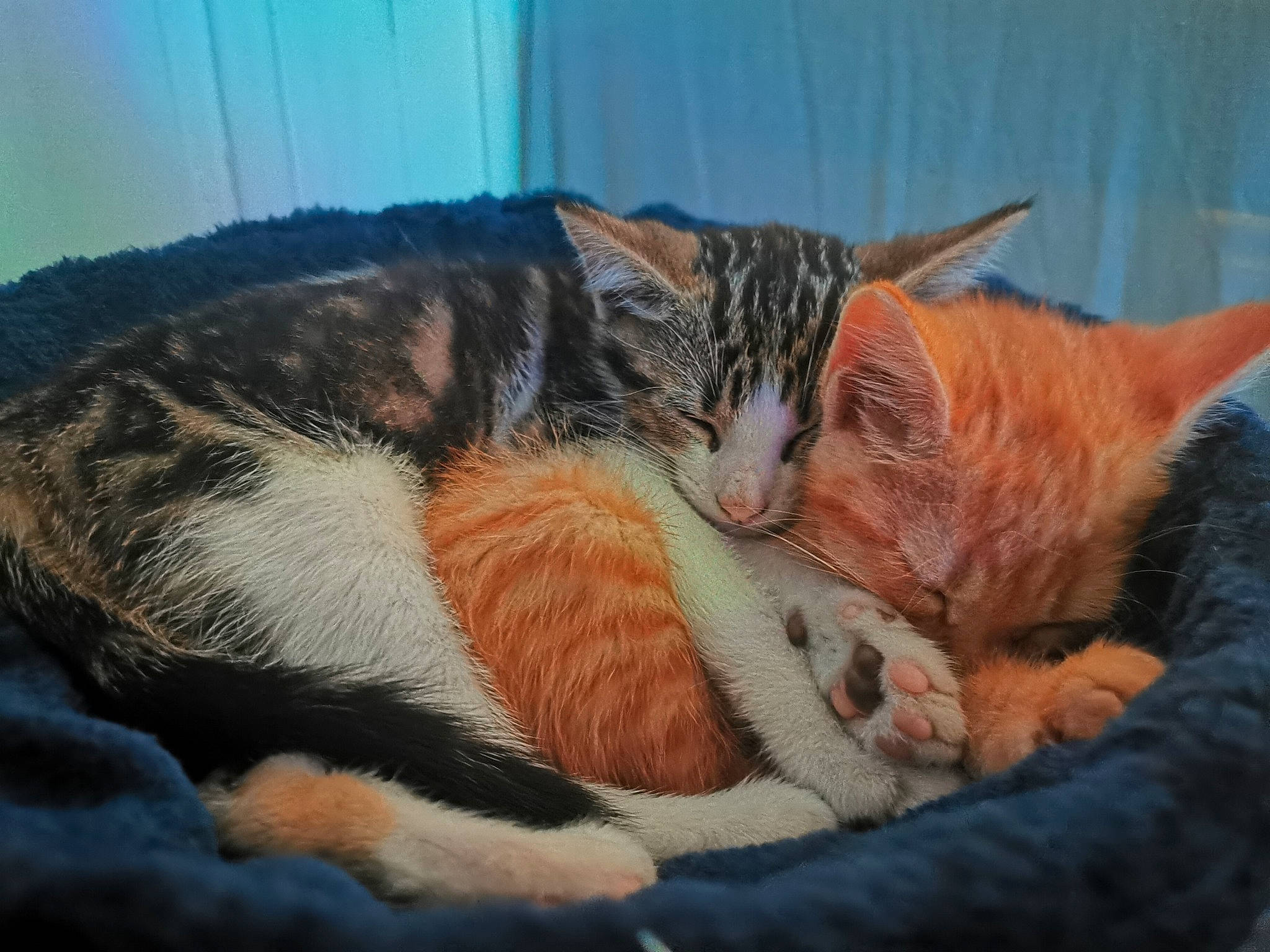 Snow participe au concours pour gagner de l'argent avec cette photo : art, bed, carnivore, cat, claw, comfort, domestic_short_haired_cat, ear, eye, felidae, fur, lap, love, nap, paw, sitting, sleep, small_to_medium_sized_cats, tail, whiskers