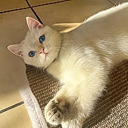 Tsuki a rejoint le concours — aidez-le/la à gagner de superbes lots ! cat, white_cat, blue_eyes, fluffy_fur, pet, indoor, sunlight, relaxed, animal, feline, cute, whiskers, floor_tiles, mat, closeup, portrait, domestic_cat, paw, laying_down, soft