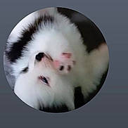Panda joined the competition — help win amazing prizes! puppy, dog, white, black, fluffy, paw, pink_paw, lying_down, sleepy, playful, close_up, pet, animal, cute, fur, canine, portrait, background, circular_frame, grey_background