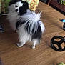 Panda is registered to the contest to win money with this photo: dog, black_and_white, fluffy, curious, wooden_floor, table, tablecloth, floral_pattern, toy, wheel, indoor, pet, animal, candid, household_items, fur, small_dog, looking_back, floor, living_room