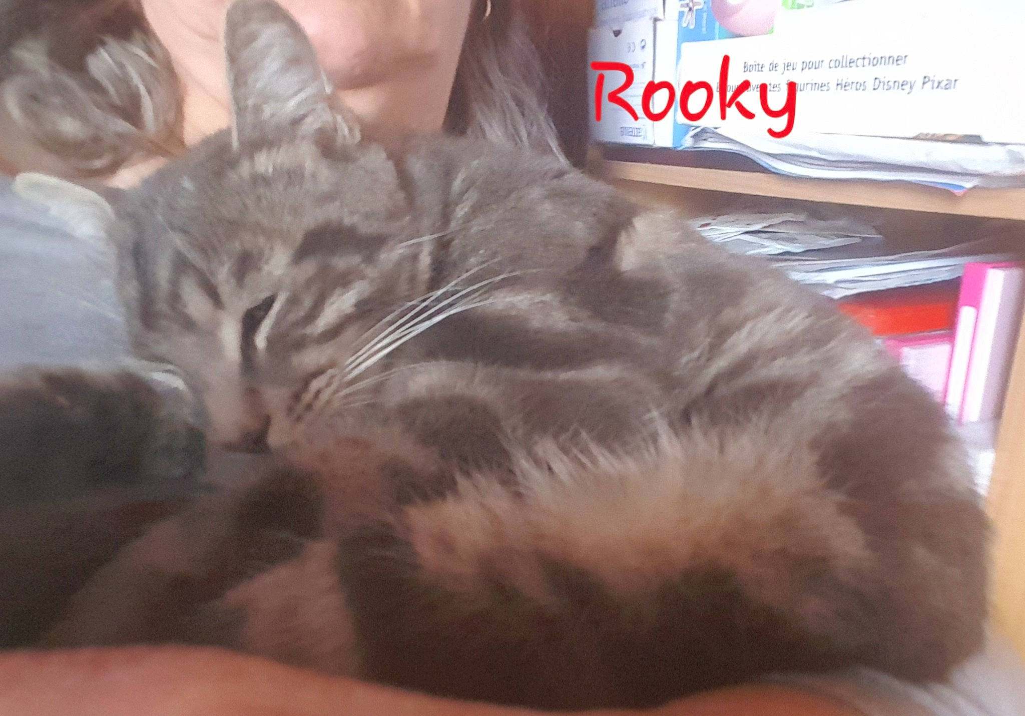 Rooky participe au concours pour gagner de l'argent avec cette photo : bed, carnivore, cat, claw, cloud, comfort, domestic_short_haired_cat, ear, felidae, fur, lap, nap, paw, sleep, small_to_medium_sized_cats, tail, whiskers