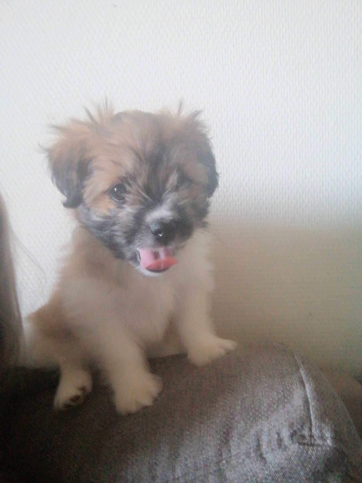 Chanel participe au concours pour gagner de l'argent avec cette photo : canidae, carnivore, companion_dog, dog, dog_breed, fawn, fur, liver, maltepoo, paw, shih_tzu, small_terrier, snout, sporting_group, terrestrial_animal, terrier, toy_dog, water_dog, whiskers, working_animal