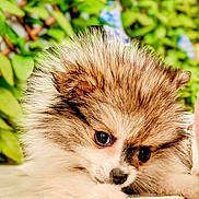 Bella a rejoint le concours — aidez-le/la à gagner de superbes lots ! puppy, dog, fluffy, cute, pet, animal, young, fur, closeup, portrait, outdoor, nature, greenery, wooden_surface, small, adorable, eyes, face, lying_down, background_blur