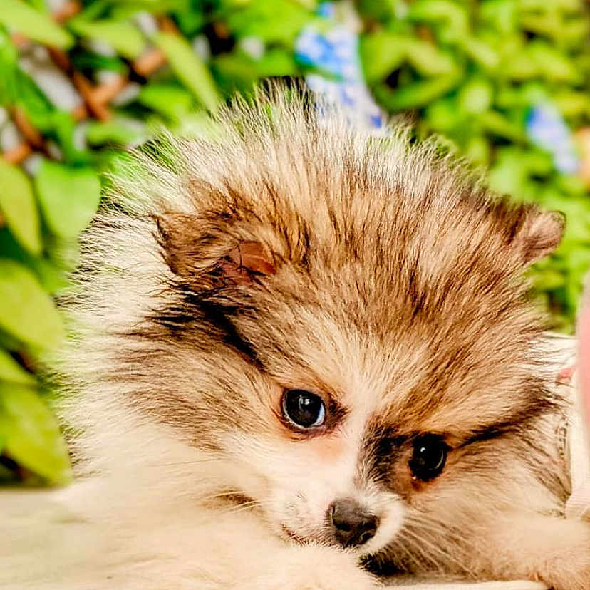 Bella a rejoint le concours — aidez-le/la à gagner de superbes lots ! adorable, animal, background_blur, closeup, cute, dog, eyes, face, fluffy, fur, greenery, lying_down, nature, outdoor, pet, portrait, puppy, small, wooden_surface, young