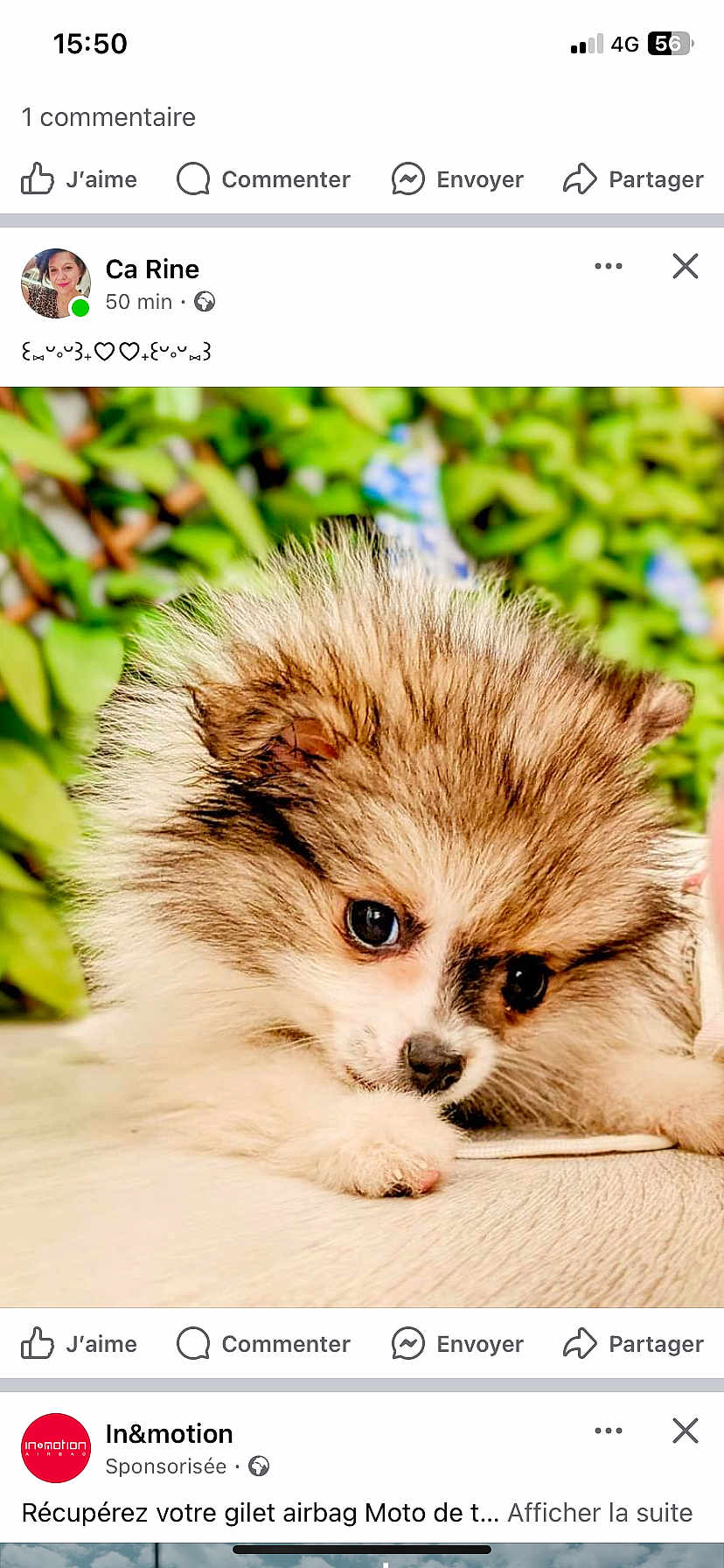 Bella a rejoint le concours — aidez-le/la à gagner de superbes lots ! puppy, dog, fluffy, cute, pet, animal, young, fur, closeup, portrait, outdoor, nature, greenery, wooden_surface, small, adorable, eyes, face, lying_down, background_blur