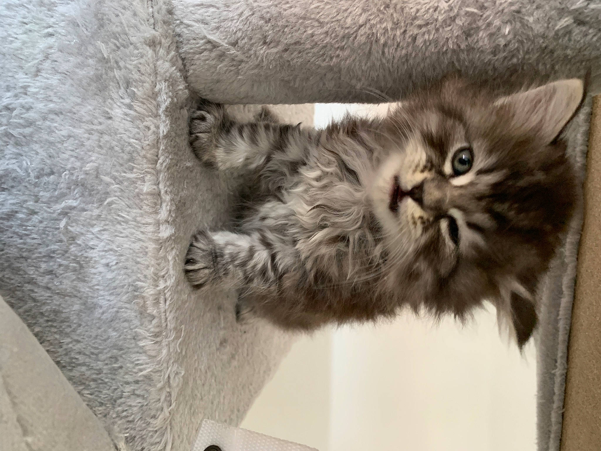 Bébé Harlem Desire Sibay