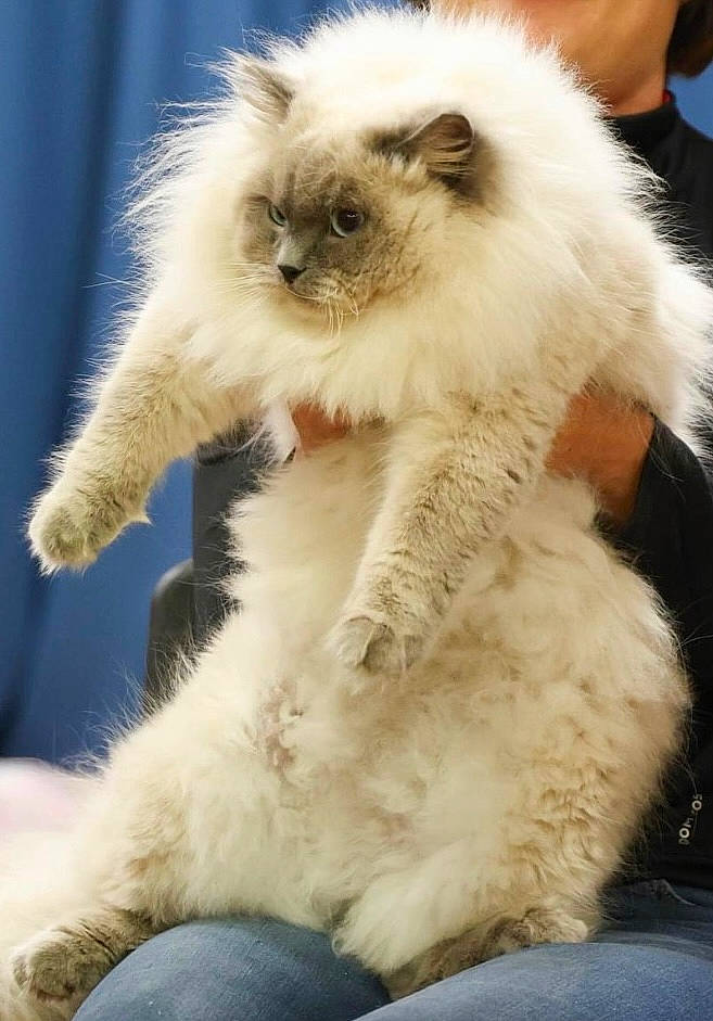 Olli La Rose Sibérienne