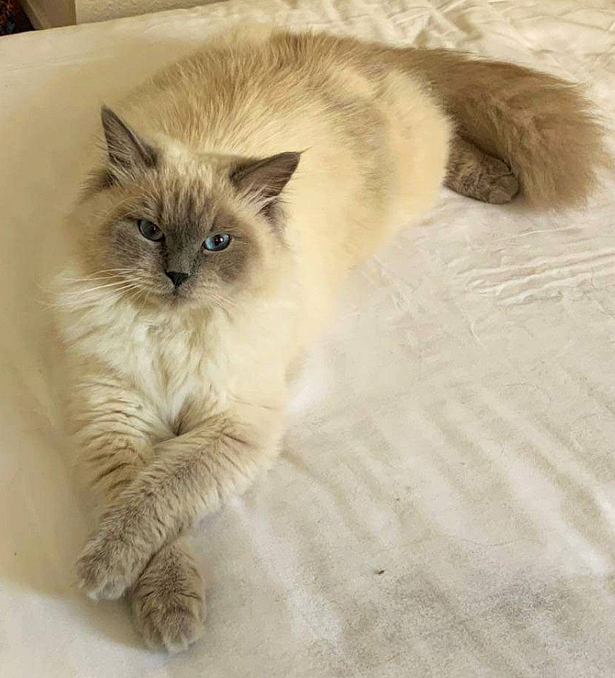 Olli Diodéma a rejoint le concours — aidez-le/la à gagner de superbes lots ! birman, british_longhair, carnivore, cat, claw, comfort, eye, fawn, felidae, fur, paw, ragdoll, sitting, small_to_medium_sized_cats, snout, tail, terrestrial_animal, whiskers