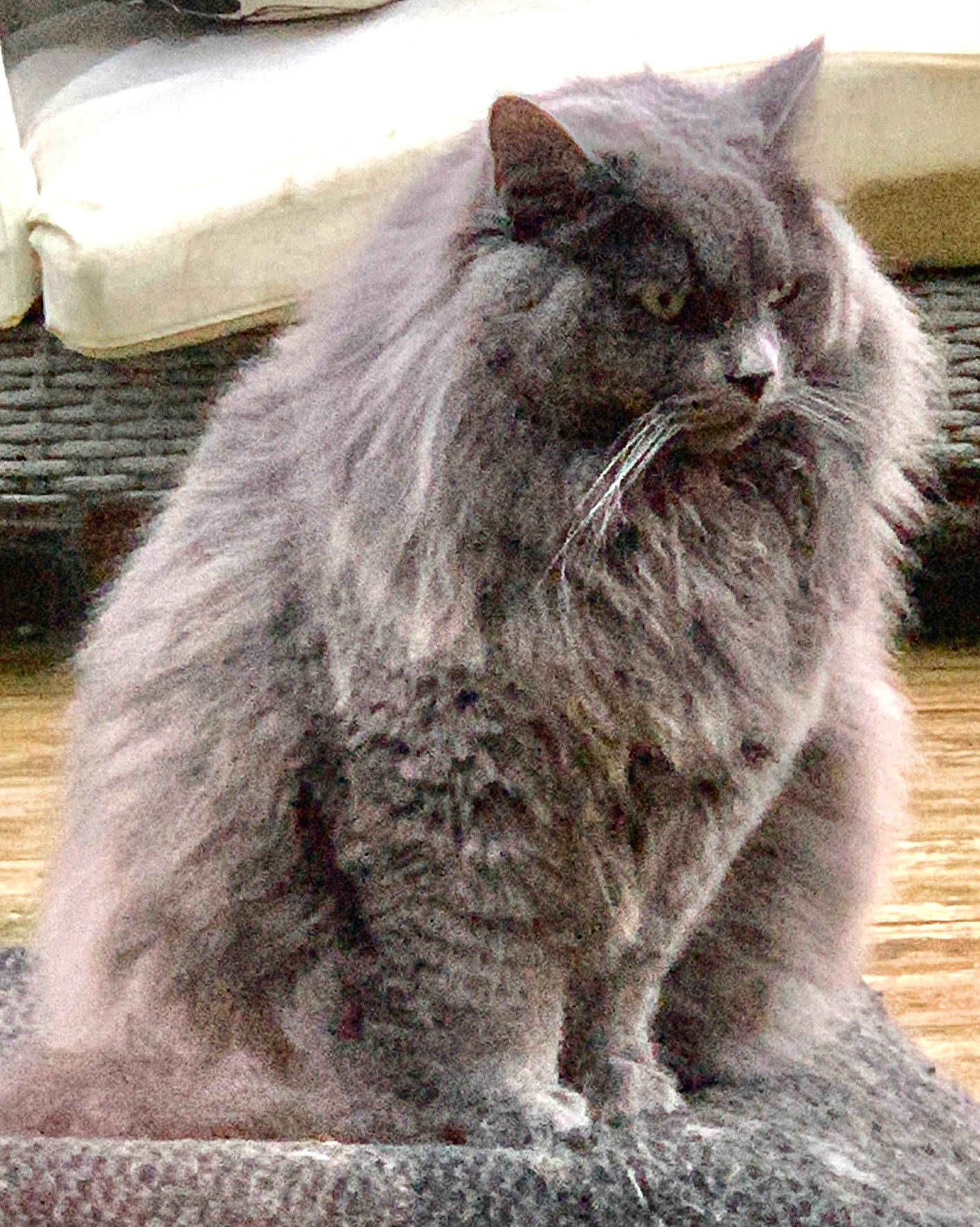 Bouba La Rose Sérienne participe au concours pour gagner de l'argent avec cette photo : british_longhair, carnivore, cat, domestic_short_haired_cat, felidae, fur, grass, grey, plant, small_to_medium_sized_cats, snout, tail, terrestrial_animal, whiskers, window