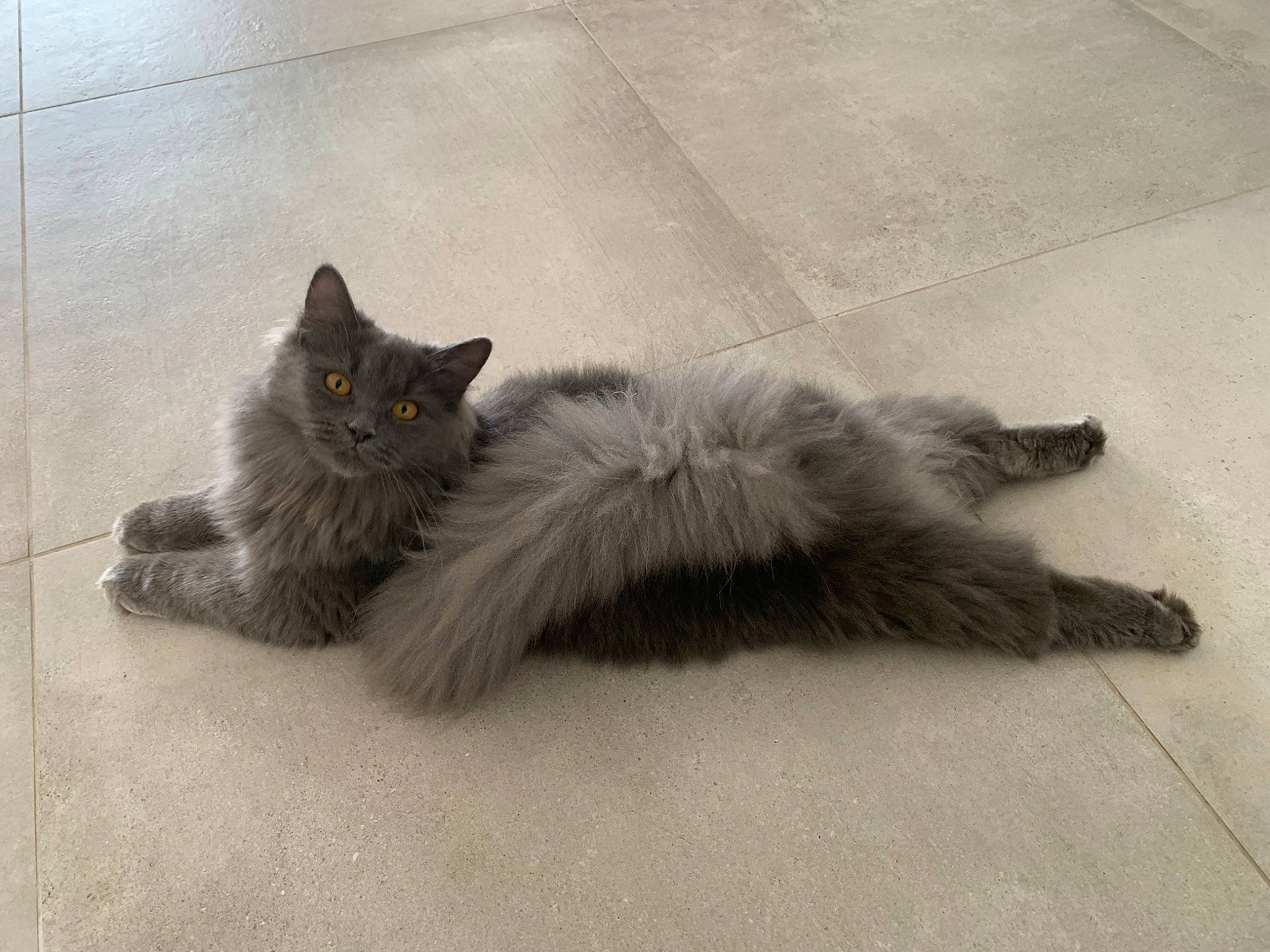 Olyday La Rose Sibérienne