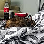 Jazzy is registered to the contest to win money with this photo: cat, sleeping, blanket, couch, bottle, coca_cola, bowl, table, living_room, furniture, relaxation, fur, pattern, indoor, home, cozy, rest, domestic_animal, nap, comfort