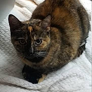 Jazzy joined the competition — help win amazing prizes! cat, tortoiseshell_cat, pet, animal, feline, fur, whiskers, ears, blanket, white_blanket, cozy, indoor, resting, curious, looking_up, soft_lighting, texture, closeup, domestic_animal, cute