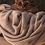cat, fluffy, blanket, cozy, indoor, pet, feline, cute, tongue_out, resting, cat_tree, fur, animal, domestic, relaxed, soft, warm, home, cute_pet, curious