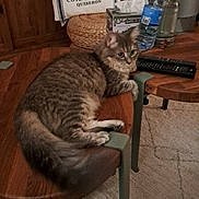 Loullig a rejoint le concours — aidez-le/la à gagner de superbes lots ! cat, tabby_cat, wooden_table, pillow, striped_pillow, basket, tissue_box, water_bottle, remote_controls, carpet, floor, indoor, furniture, pet, curious, relaxed, cozy_room, living_room, domestic, fluffy