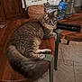 cat, tabby_cat, wooden_table, pillow, striped_pillow, basket, tissue_box, water_bottle, remote_controls, carpet, floor, indoor, furniture, pet, curious, relaxed, cozy_room, living_room, domestic, fluffy