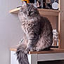 animal, cabinet, cat, cute, decor, feline, fluffy, furniture, gray_tabby, green_eyes, home, indoor, long_tail, looking, pet, portrait, robotic_models, shelf, toys, wooden_surface