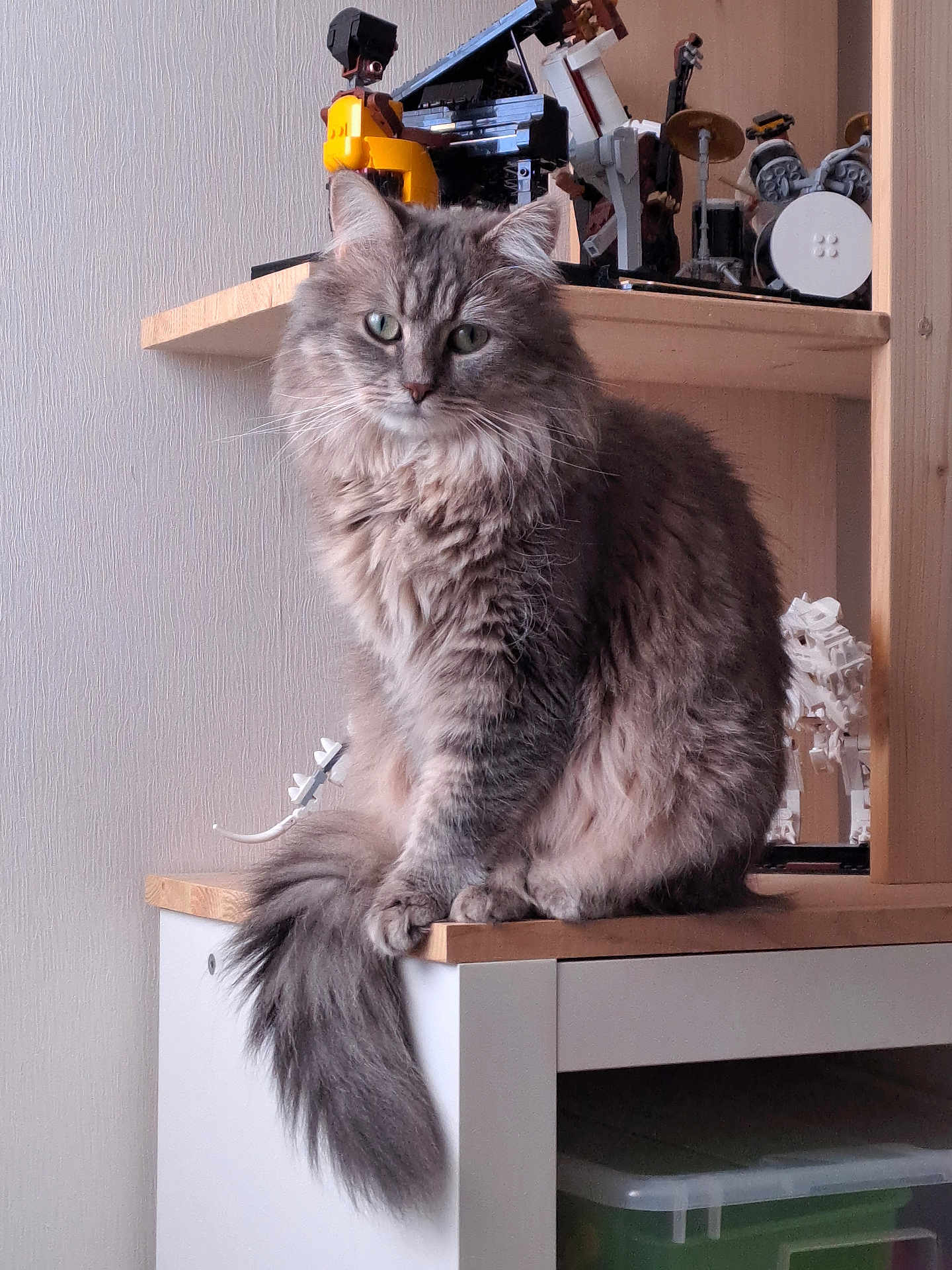 Loullig a rejoint le concours — aidez-le/la à gagner de superbes lots ! animal, cabinet, cat, cute, decor, feline, fluffy, furniture, gray_tabby, green_eyes, home, indoor, long_tail, looking, pet, portrait, robotic_models, shelf, toys, wooden_surface