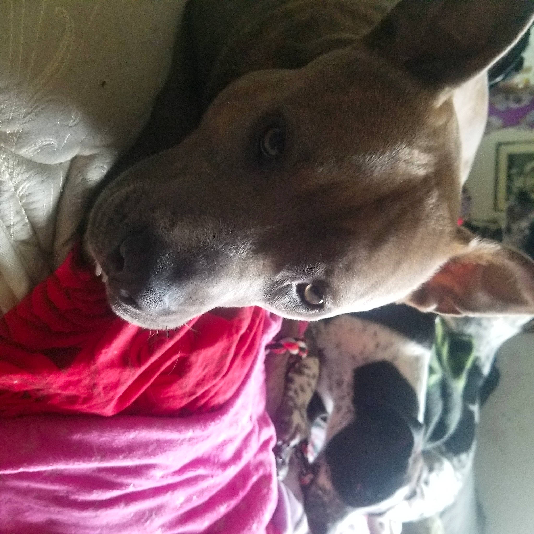 Sadie joined the competition — help win amazing prizes! canidae, carnivore, collar, comfort, companion_dog, dog, dog_breed, dog_collar, ear, fawn, metal, non_sporting_group, pet_supply, selfie, snout, sporting_group, throat, whiskers, working_animal