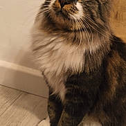 Wisky a rejoint le concours — aidez-le/la à gagner de superbes lots ! cat, close_up, curious, domestic_animal, ears, feline, fluffy, fur, green_eyes, household, indoor, looking_up, mammal, pet, sitting, striped, tabby, whiskers, white_paws, wooden_floor