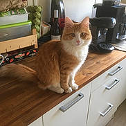 Alaska a rejoint le concours — aidez-le/la à gagner de superbes lots ! appliance, cabinet, cat, coffee_machine, countertop, curious, domestic_animal, egg_carton, feline, fur, household, indoor, kitchen, kitten, orange_cat, pet, tabletop, white_cat, wine_bottle, wooden_surface