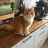 appliance, cabinet, cat, coffee_machine, countertop, curious, domestic_animal, egg_carton, feline, fur, household, indoor, kitchen, kitten, orange_cat, pet, tabletop, white_cat, wine_bottle, wooden_surface
