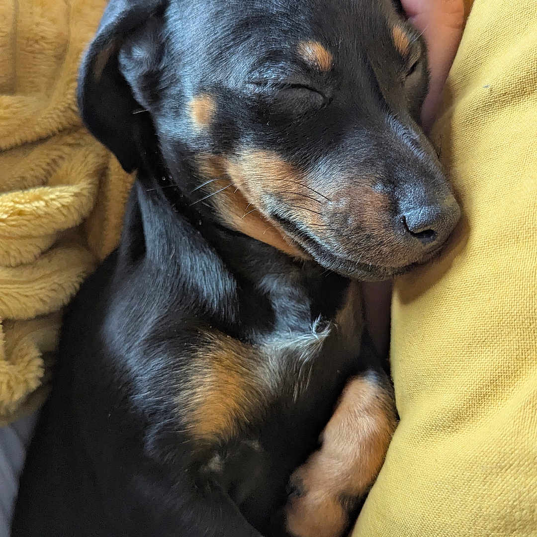 Tosca participe au concours pour gagner de l'argent avec cette photo : black_and_tan, blanket, close_up, cozy, cushion, cute, dog, fur, hand, human_hand, indoor, mustard, nap, paw, pet, portrait, puppy, relaxed, sleeping, snout