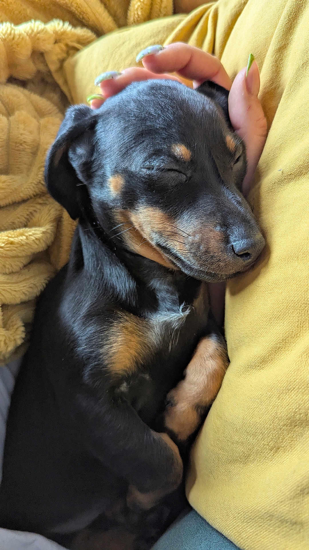 Tosca participe au concours pour gagner de l'argent avec cette photo : dog, puppy, sleeping, nap, hand, human_hand, blanket, cushion, mustard, black_and_tan, fur, snout, paw, cozy, indoor, pet, close_up, cute, relaxed, portrait