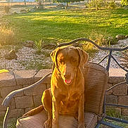 Khloe joined the competition — help win amazing prizes! animal, backyard, brown_fur, chair, chocolate_lab, collar, dog, furniture, garden, golden_hour, grass, labrador, landscape, lawn, outdoor, patio, pet, portrait, sitting, sunset
