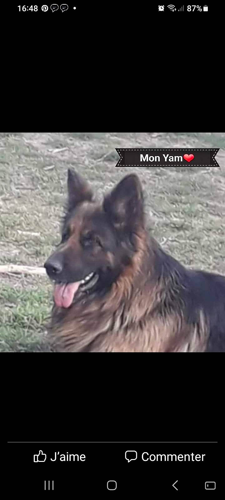 Yam a rejoint le concours — aidez-le/la à gagner de superbes lots ! ancient_dog_breeds, canidae, carnivore, companion_dog, dog, dog_breed, fang, font, happy, non_sporting_group, photo_caption, sky, snout, square, water, wildlife, working_dog