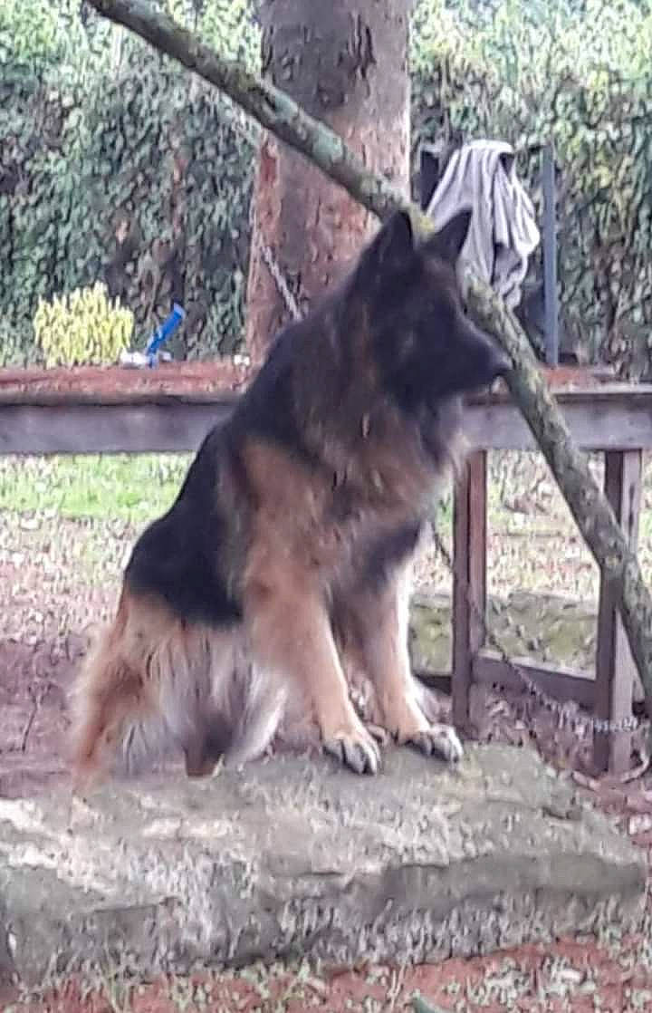 Yam participe au concours pour gagner de l'argent avec cette photo : ancient_dog_breeds, canidae, canis, carnivore, companion_dog, dog, dog_breed, east_european_shepherd, fence, german_shepherd_dog, herding_dog, plant, sled_dog, snout, sporting_group, tail, terrestrial_animal, wolf, working_animal, working_dog