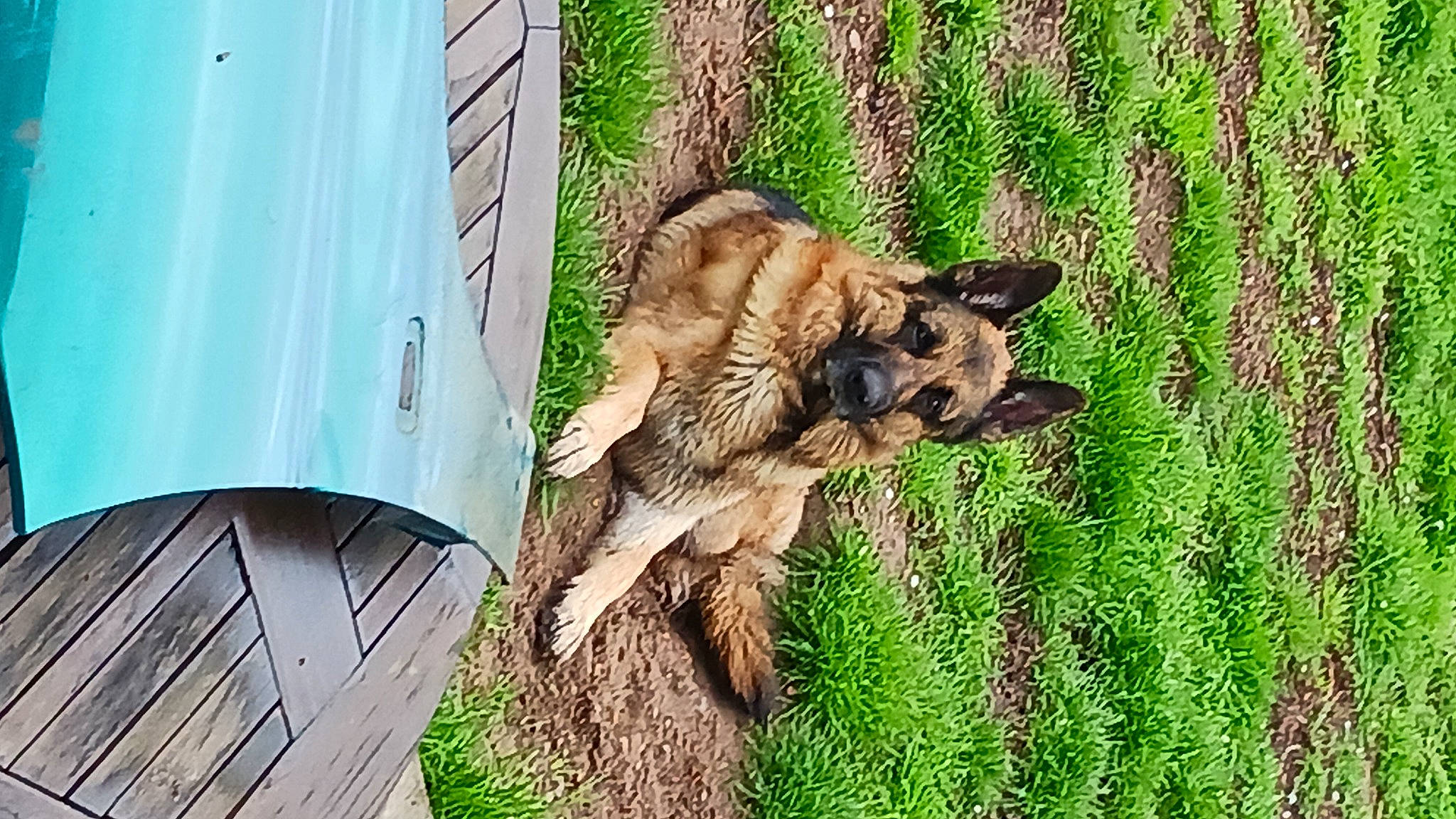 Paco a rejoint le concours — aidez-le/la à gagner de superbes lots ! canidae, carnivore, companion_dog, dog, dog_breed, east_european_shepherd, fawn, fur, german_shepherd_dog, grass, herding_dog, king_shepherd, lycaon_pictus, old_german_shepherd_dog, snout, sporting_group, tail, terrestrial_animal, wood, working_animal