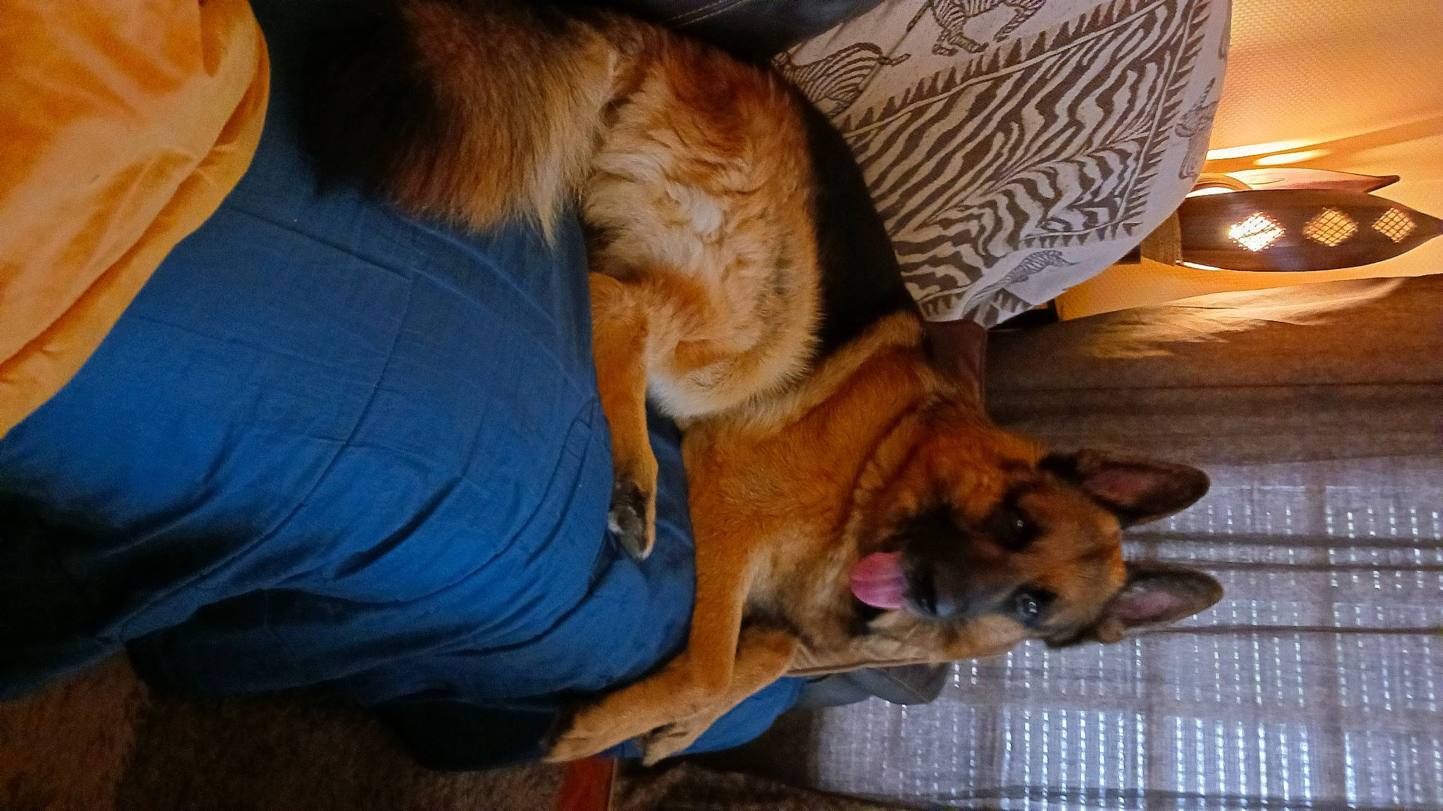 Paco participe au concours pour gagner de l'argent avec cette photo : carnivore, comfort, companion_dog, dog, dog_breed, fawn, felidae, flooring, fur, hardwood, human_leg, lamp, linens, nap, paw, small_to_medium_sized_cats, sporting_group, tail, whiskers, wood