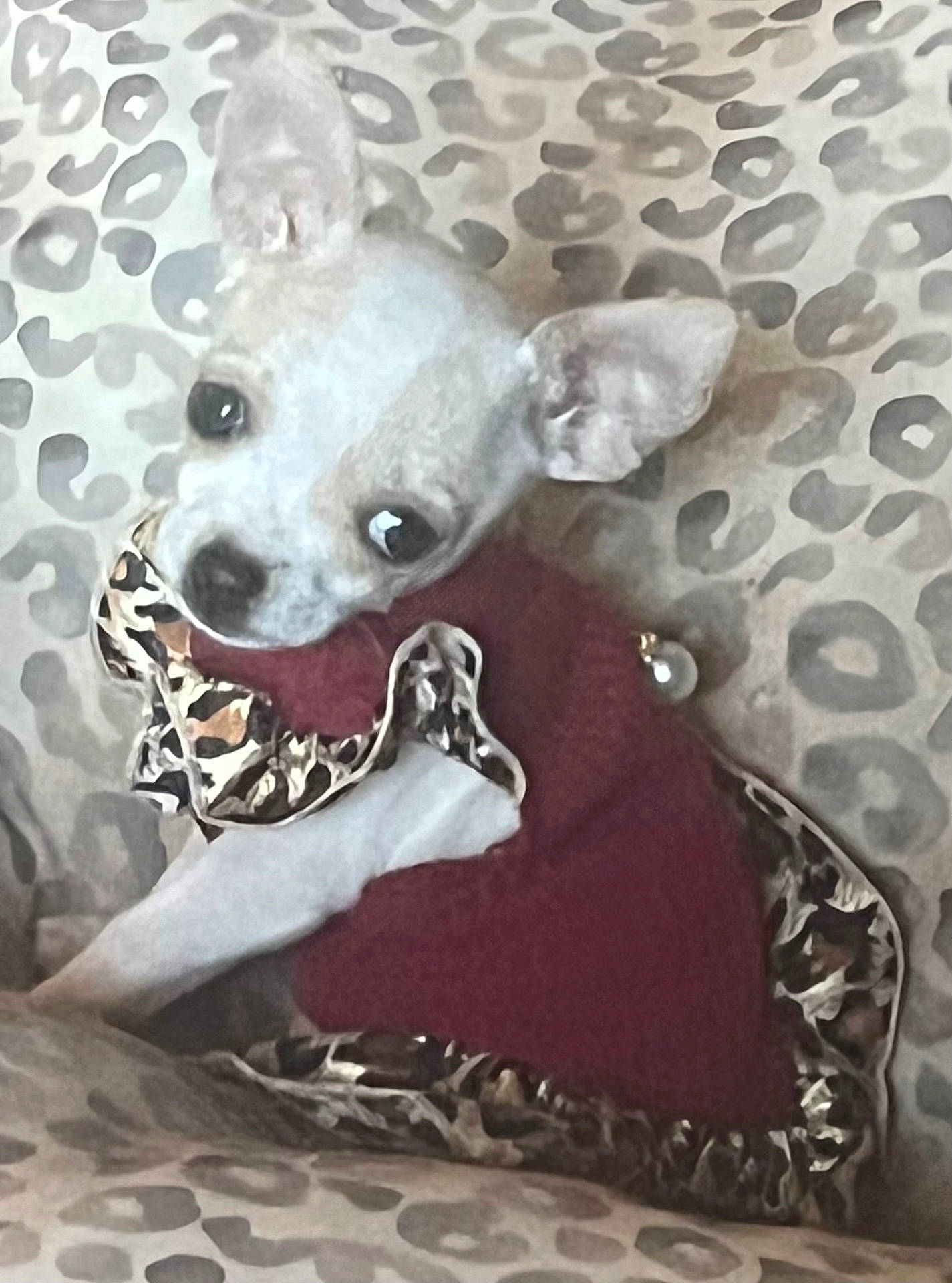 animal, blanket, chihuahua, clothing, cozy, cute, dog, ears, eyes, fur, indoor, leopard_print, maroon, nose, outfit, patterned, pet, portrait, resting, small_dog