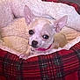 Blanca Carrillo joined the competition — help win amazing prizes! animal, bed, carpet, chihuahua, collar, comfort, cozy, cute, dog, domestic, ears, fur, indoor, looking, pet, plaid, red, resting, small_dog, soft
