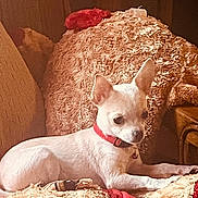 Blanca Carrillo is registered to the contest to win money with this photo: animal, brown_background, collar, comfort, companion, cozy, cute, dog, domestic, furniture, indoor, pet, plush_blanket, red_accent, relaxed, resting, small_dog, soft, texture, white_dog