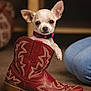 adorable, animal, brown_background, carpet, chihuahua, closeup, collar, cowboy_boot, cute, dog, domestic_animal, ears, footwear, indoor, looking, pet, puppy, red_boot, sitting, small_dog
