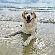 June Bug is registered to the contest to win money with this photo: dog, golden_retriever, beach, water, ocean, waves, cloudy_sky, wet_fur, smiling, canine, outdoor, animal, pet, playful, relaxed, sand, nature, daytime, happy, portrait