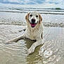 dog, golden_retriever, beach, water, ocean, waves, cloudy_sky, wet_fur, smiling, canine, outdoor, animal, pet, playful, relaxed, sand, nature, daytime, happy, portrait