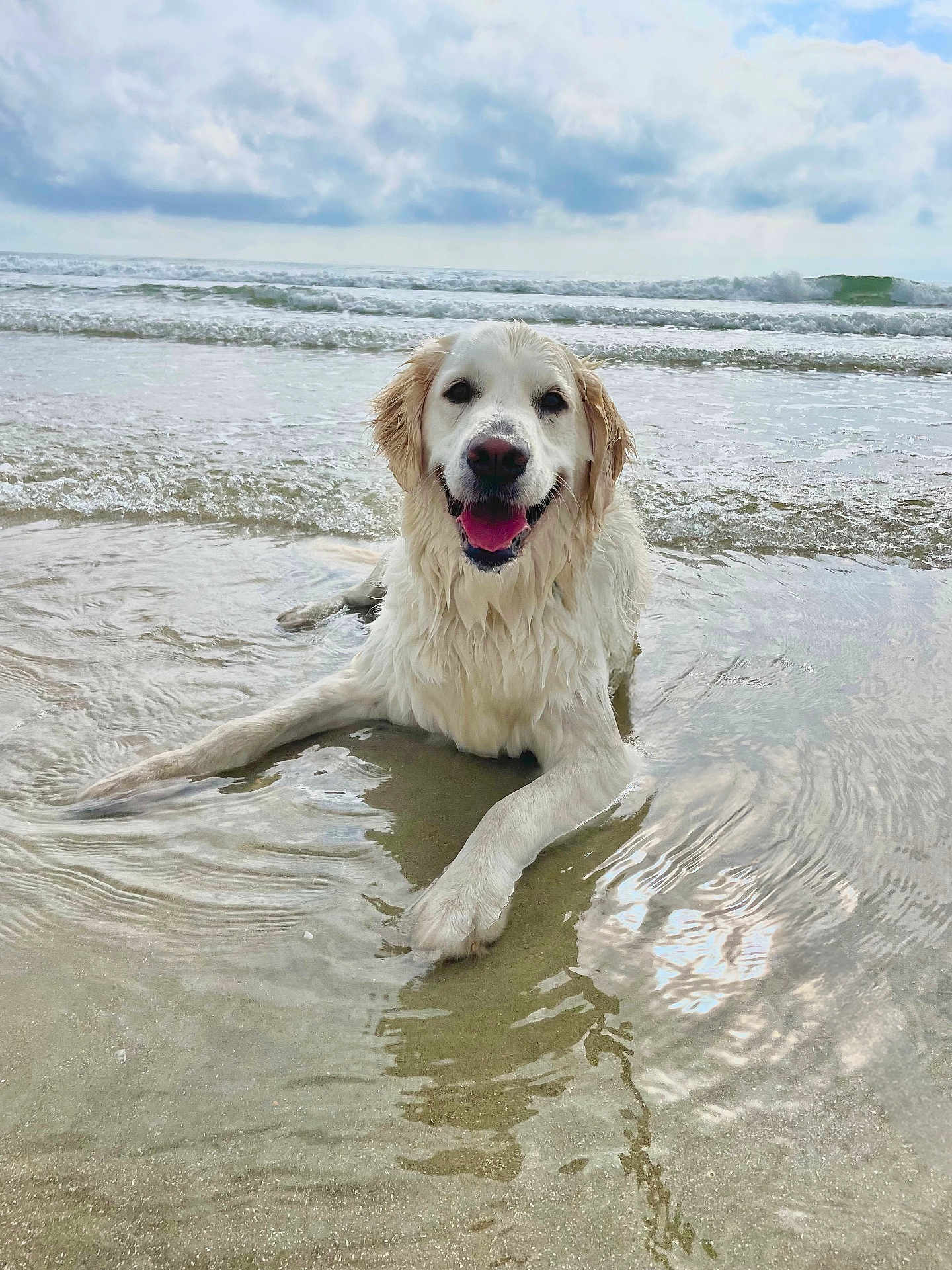 June Bug is registered to the contest to win money with this photo: dog, golden_retriever, beach, water, ocean, waves, cloudy_sky, wet_fur, smiling, canine, outdoor, animal, pet, playful, relaxed, sand, nature, daytime, happy, portrait