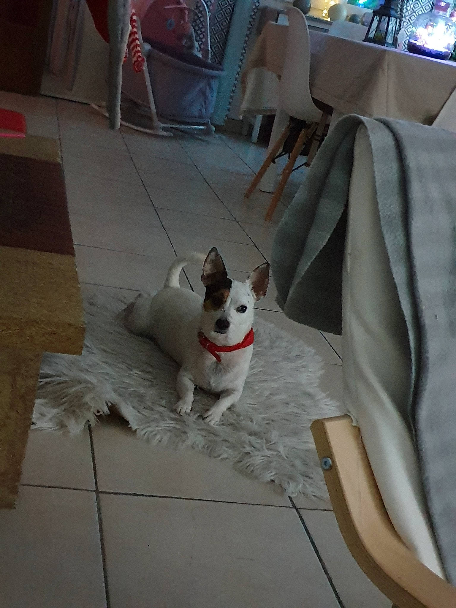 Jay a rejoint le concours — aidez-le/la à gagner de superbes lots ! canidae, carnivore, companion_dog, dog, dog_breed, fawn, floor, mammal, sporting_group, table